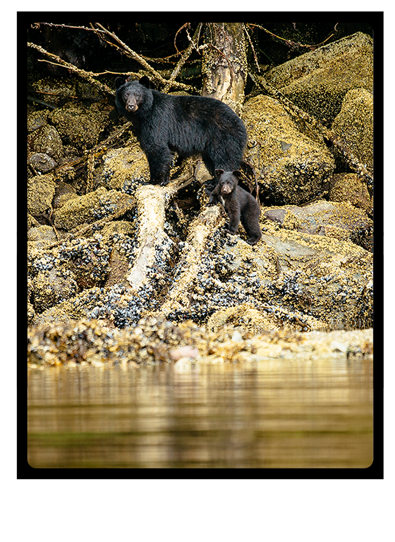 Bear-watching excursion at Nimmo Bay Resort. (Photo by Jeremy Koreski)